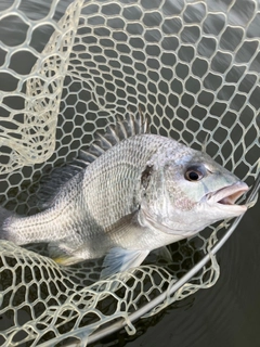 キビレの釣果