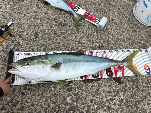 ブリの釣果