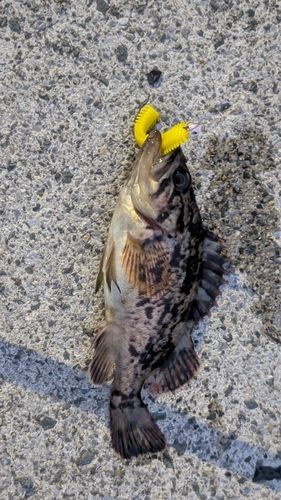 ソイの釣果