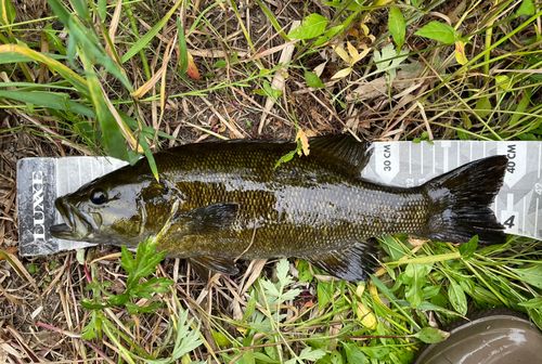 スモールマウスバスの釣果