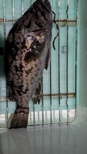 ソイの釣果