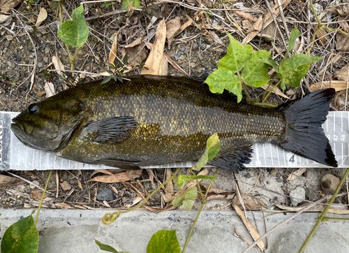 スモールマウスバスの釣果