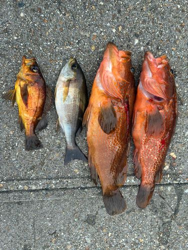 イサキの釣果