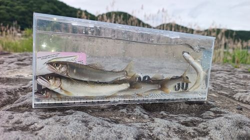 アユの釣果