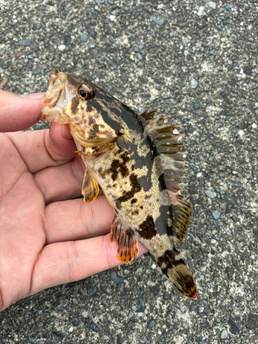 タケノコメバルの釣果