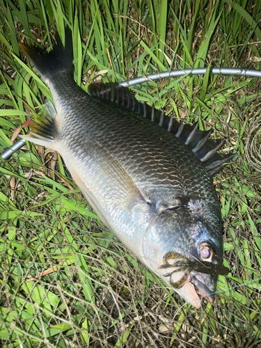 キビレの釣果