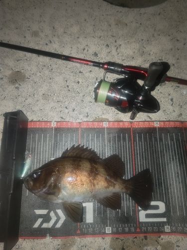 メバルの釣果