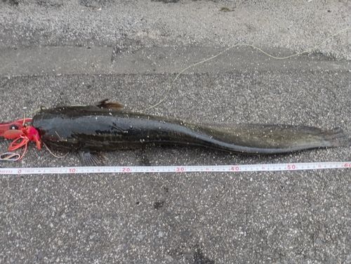 ナマズの釣果