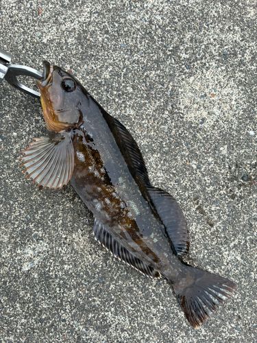 アイナメの釣果