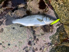 ヒラスズキの釣果