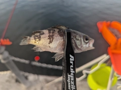 メバルの釣果