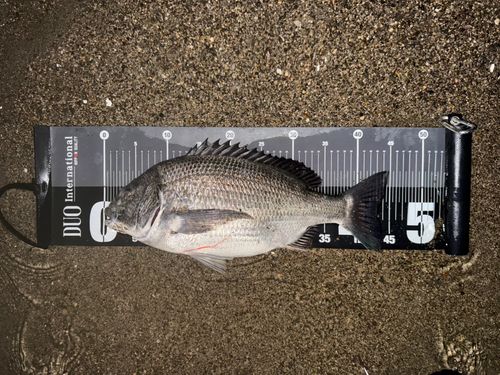 チヌの釣果