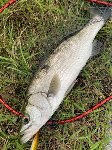 ヒラスズキの釣果