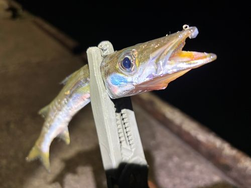 カマスの釣果
