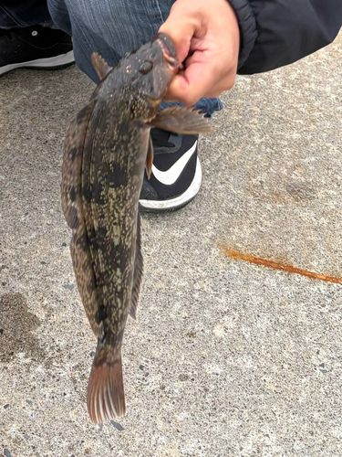 アイナメの釣果