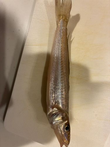 キスの釣果