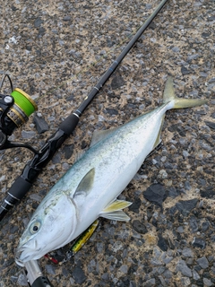 イナダの釣果