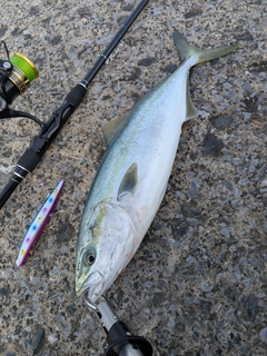 イナダの釣果