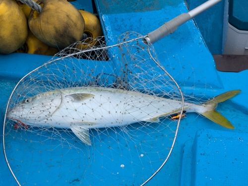 ワラサの釣果