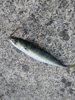 マサバの釣果