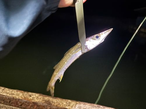 カマスの釣果