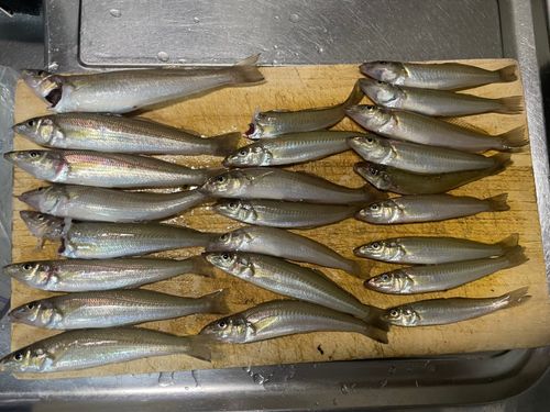 キスの釣果