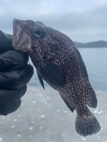 マゾイの釣果