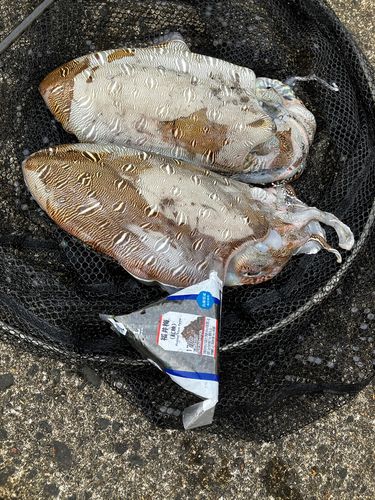 モンゴウイカの釣果