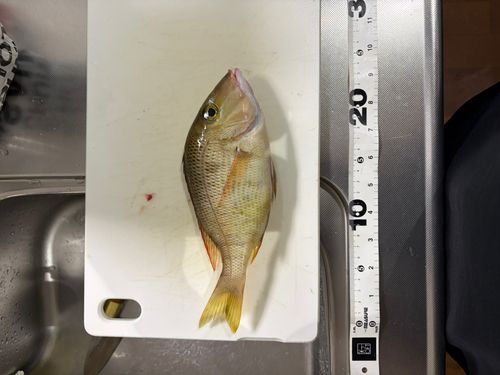 フエフキダイの釣果