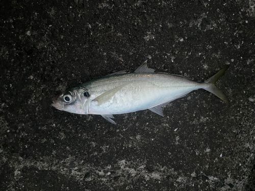 マルアジの釣果