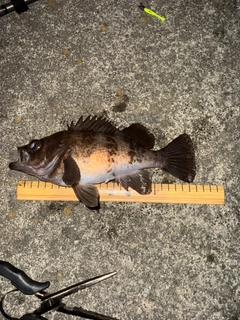 メバルの釣果