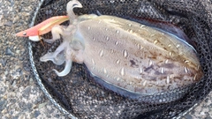 モンゴウイカの釣果