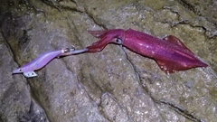 ケンサキイカの釣果