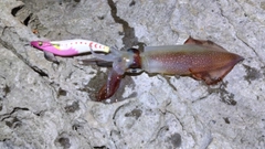 ケンサキイカの釣果