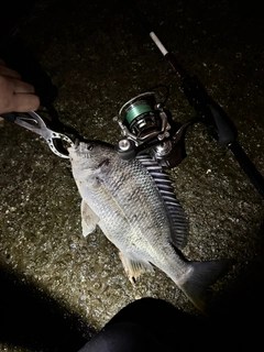 キビレの釣果