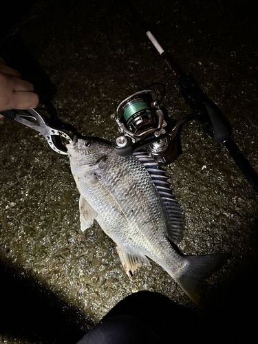 キビレの釣果