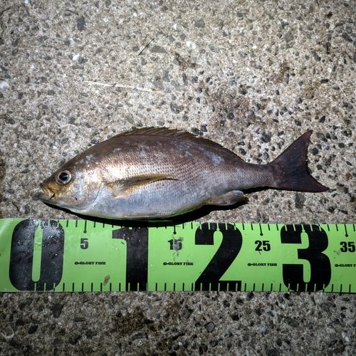 イサキの釣果