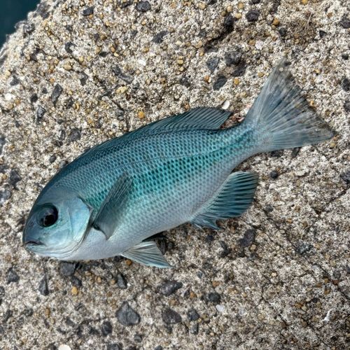 グレの釣果