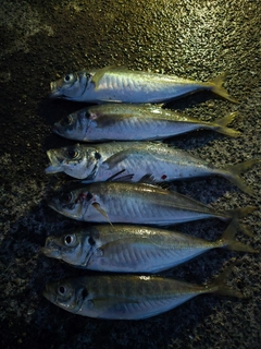 アジの釣果