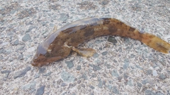 アイナメの釣果