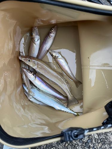 キスの釣果