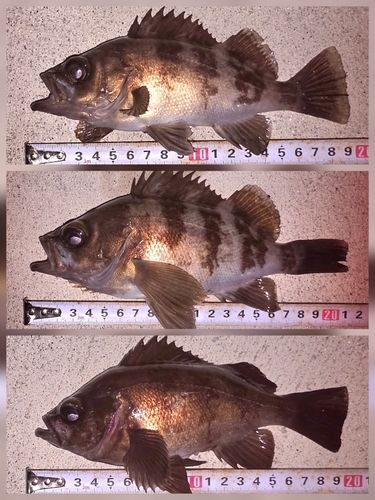 メバルの釣果