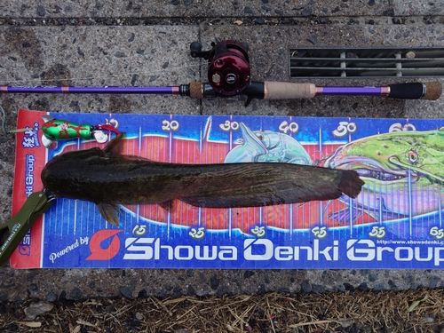 マナマズの釣果