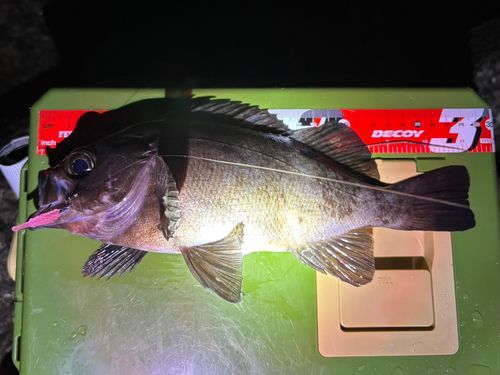 メバルの釣果