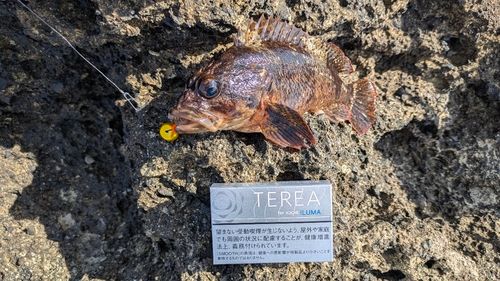 ムラソイの釣果