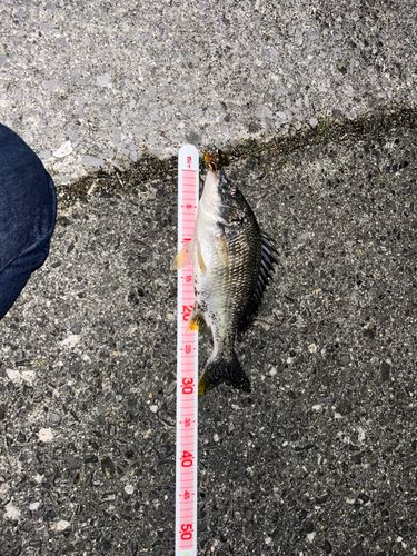 キビレの釣果