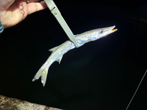 カマスの釣果