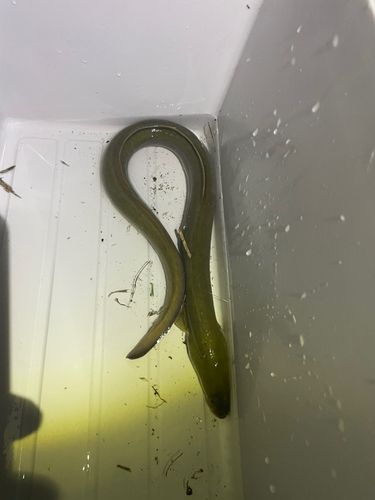 ウナギの釣果