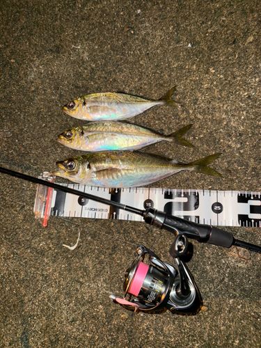 マアジの釣果