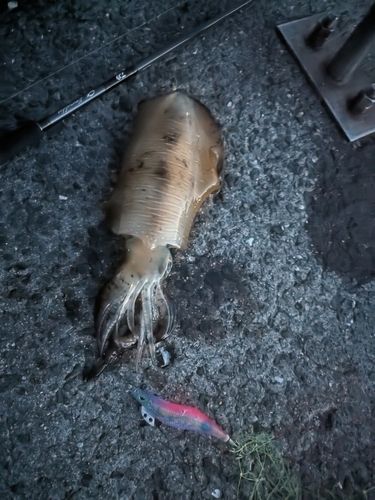 アオリイカの釣果